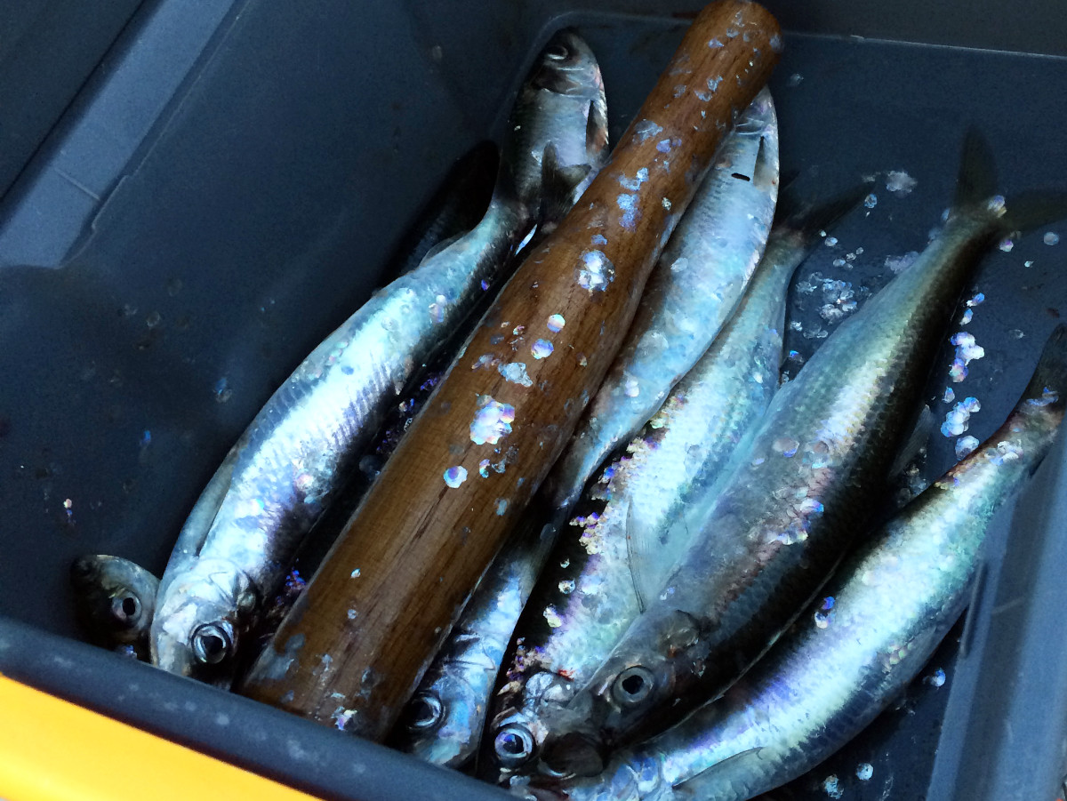 Fangfrische Fische