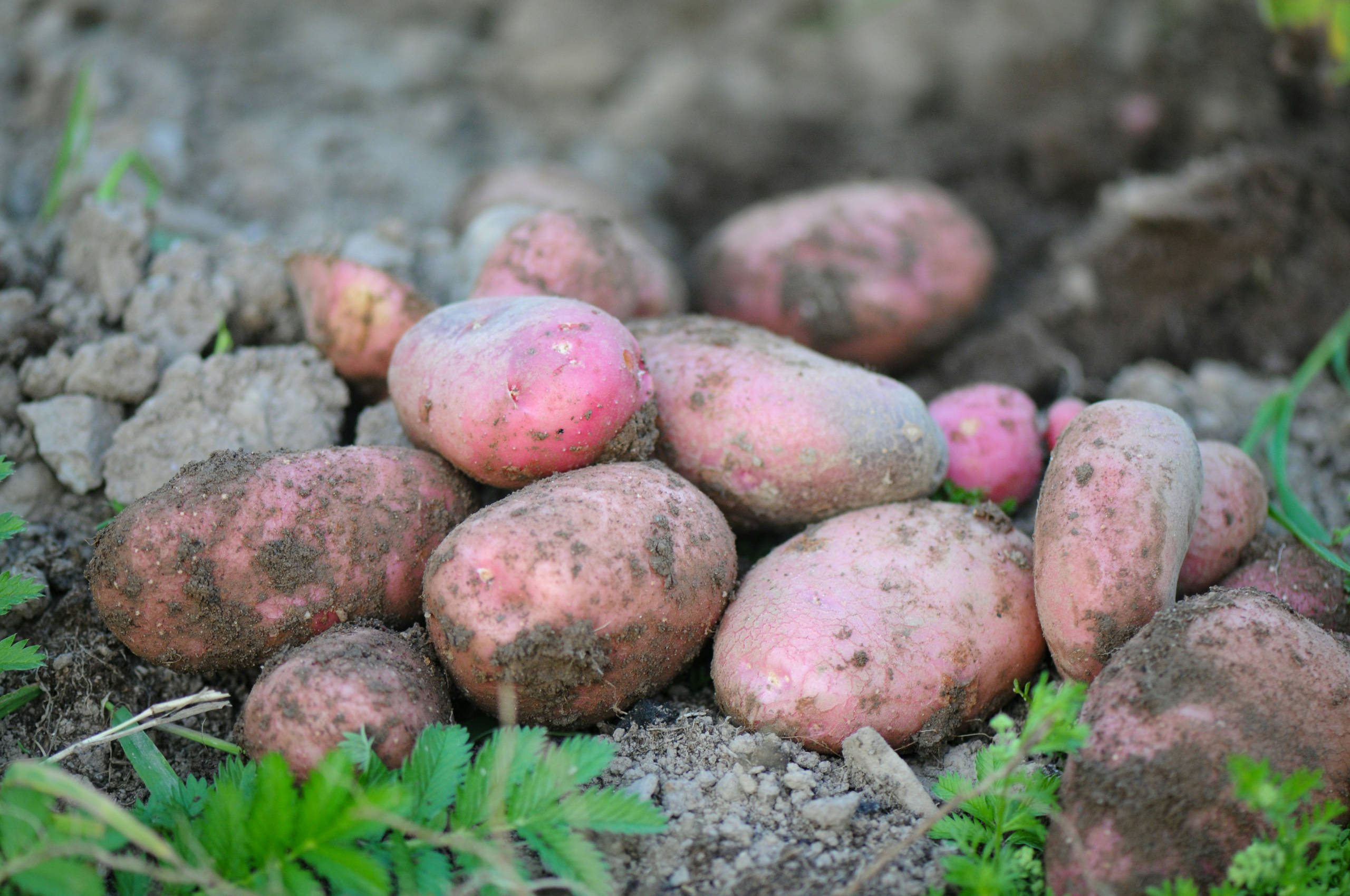 Rosa Kartoffeln