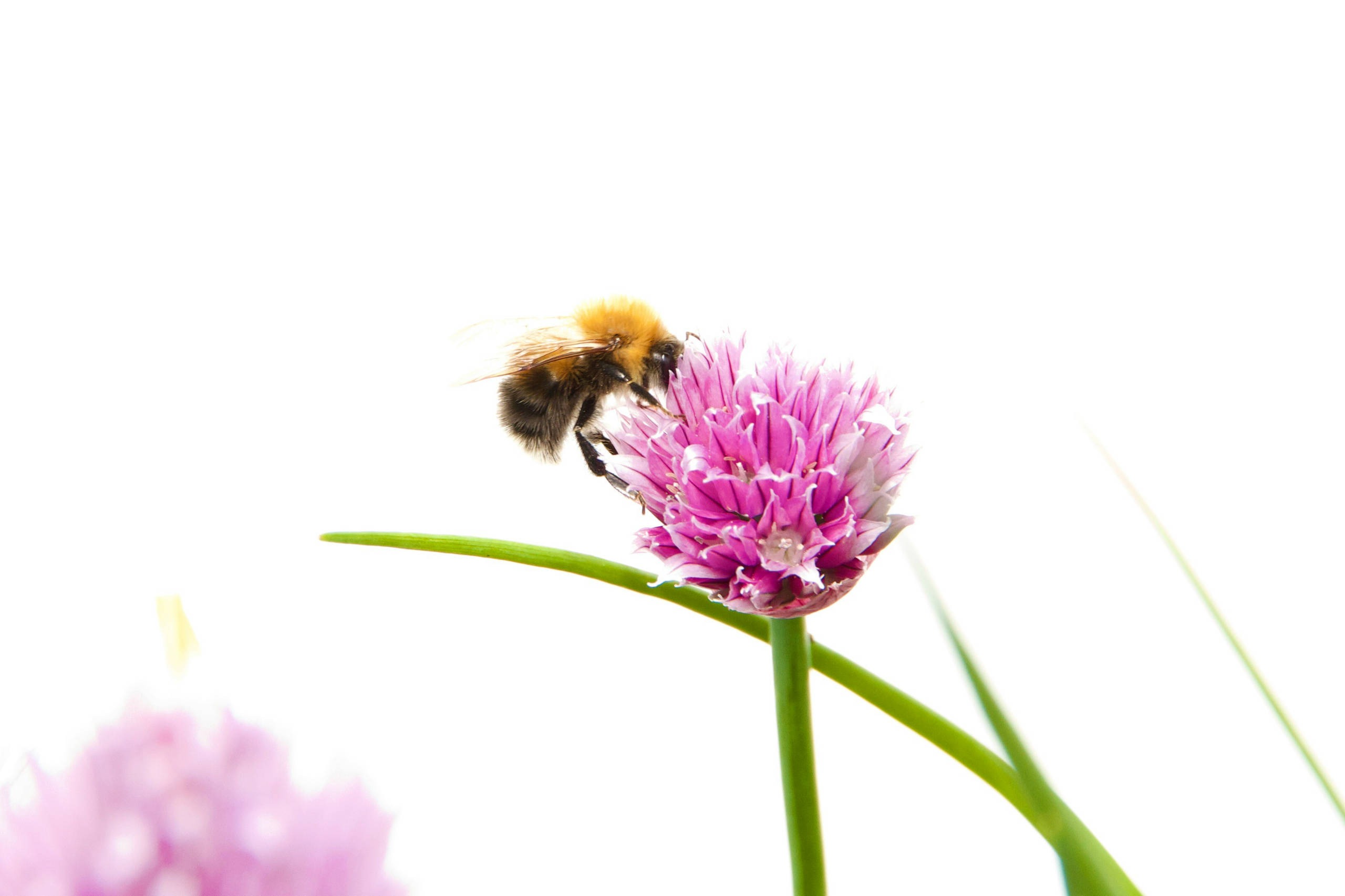 Biene auf einer Schnittlauchblüte
