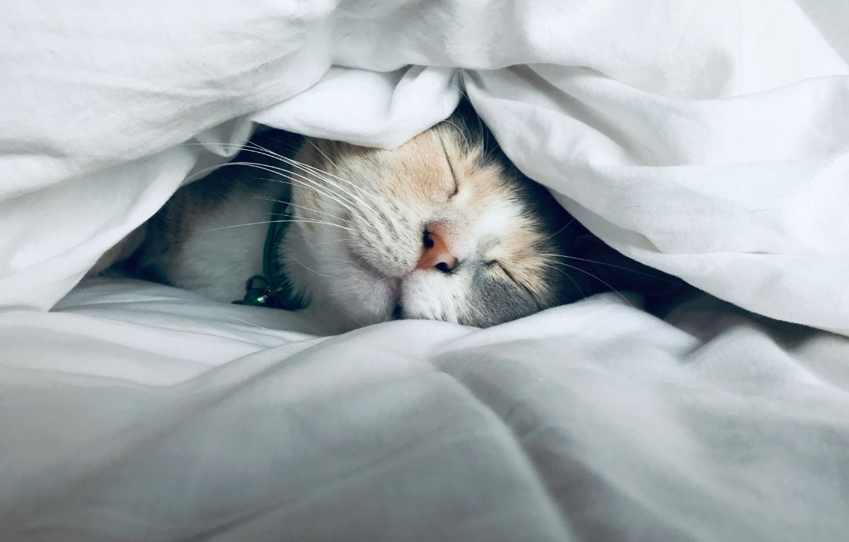 Katze unter einer Bettdecke