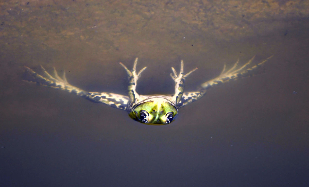 Frosch