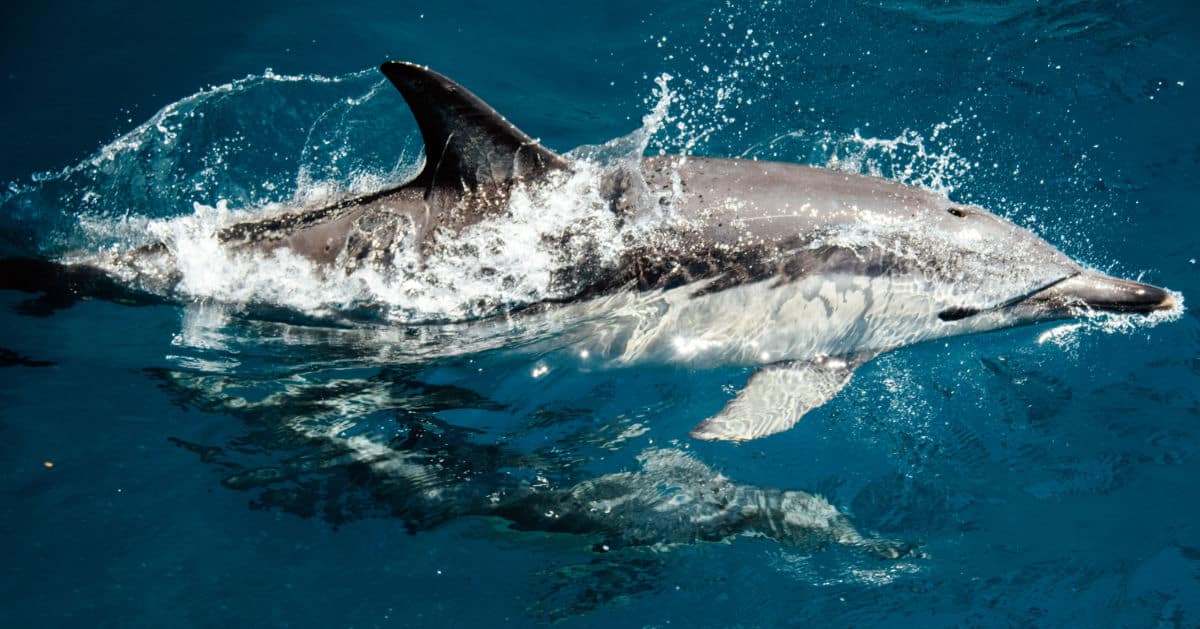 Delphin